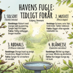 Forårets fugle