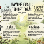 Havens sværvægtere